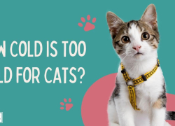 How Cold is Too Cold for Cats?