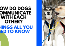 How Do Dogs Communicate With Each Other? 8 Things All You Need To Know