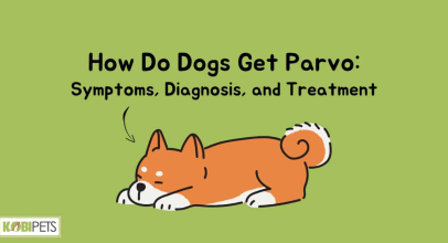 How Do Dogs Get Parvo: Symptoms, Diagnosis, and Treatment
