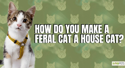 How Do You Make a Feral Cat a House Cat?