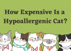How Expensive Is a Hypoallergenic Cat?