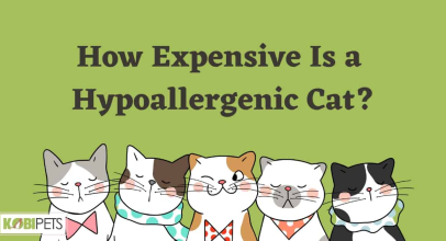 How Expensive Is a Hypoallergenic Cat?