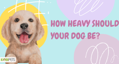 How Heavy Should Your Dog Be?