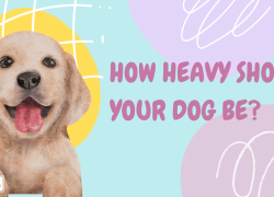 How Heavy Should Your Dog Be?
