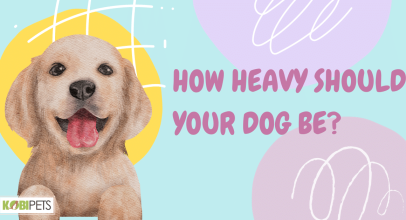 How Heavy Should Your Dog Be?