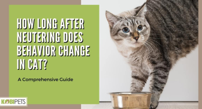 How Long After Neutering Does Behavior Change in Cat? A Comprehensive Guide