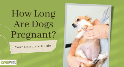 How Long Are Dogs Pregnant? Your Complete Guide