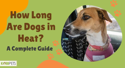 How Long Are Dogs in Heat? A Complete Guide