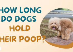 How Long Do Dogs Hold Their Poop?