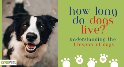 How Long Do Dogs Live? Understanding The Lifespan of Dogs