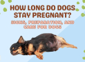 How Long Do Dogs Stay Pregnant? Signs, Preparation, and Care For Dogs