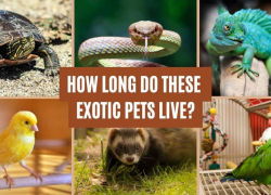 How Long Do These Exotic Pets Live?