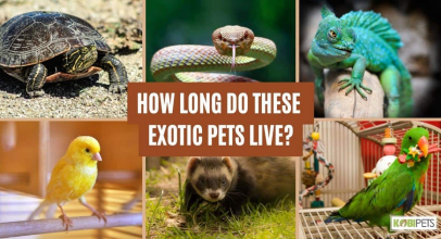 How Long Do These Exotic Pets Live?