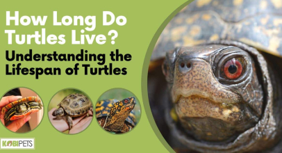 How Long Do Turtles Live? Understanding the Lifespan of Turtles