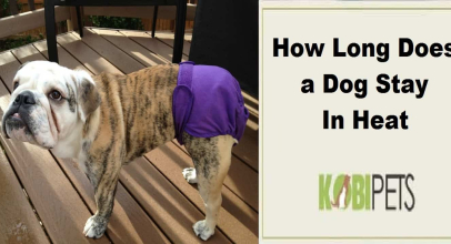 How Long Does a Dog Stay In Heat