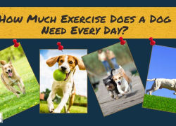 How Much Exercise Does a Dog Need Every Day?