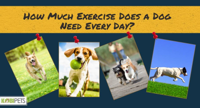 How Much Exercise Does a Dog Need Every Day?