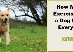 How Much Exercise Does a Dog Need Everyday