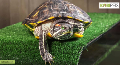 What Should I Feed My Red-Eared Slider Turtle?