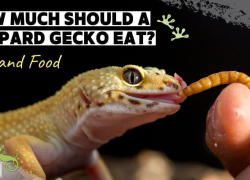 How Much Should a Leopard Gecko Eat? Diet and Food