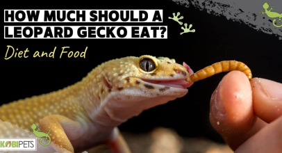 How Much Should a Leopard Gecko Eat? Diet and Food