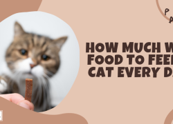 How Much Wet Food to Feed a Cat Every Day