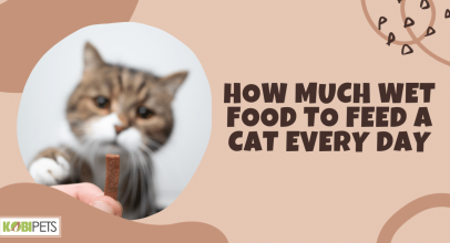 How Much Wet Food to Feed a Cat Every Day