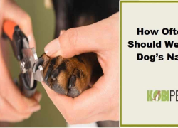 How Often Should We Cut Dog’s Nails