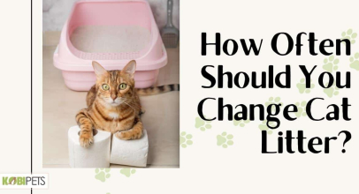 How Often Should You Change Cat Litter?