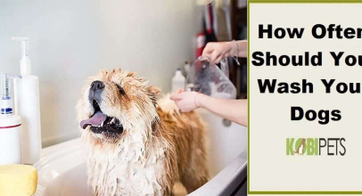 How Often Should You Wash Your Dog