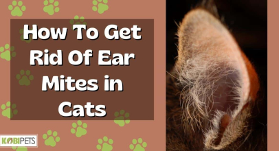 How To Get Rid Of Ear Mites in Cats