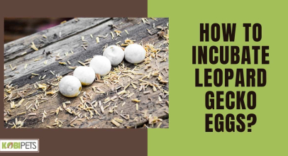 How To Incubate Leopard Gecko Eggs