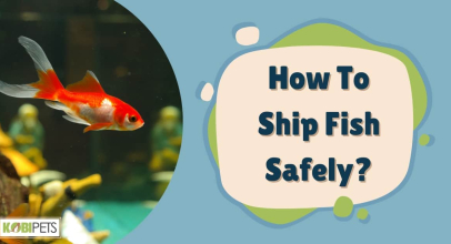 How To Ship Fish Safely?