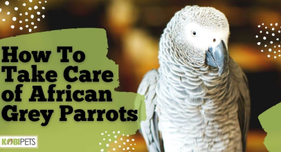 How To Take Care of African Grey Parrots