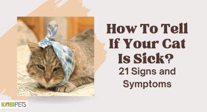 How To Tell If Your Cat Is Sick? 21 Signs and Symptoms