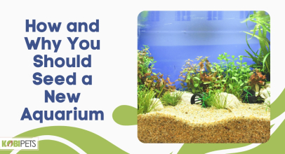 How and Why You Should Seed a New Aquarium