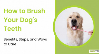 How to Brush Your Dog’s Teeth