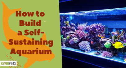 How to Build a Self-Sustaining Aquarium