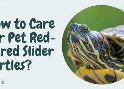 How to Care for Pet Red-Eared Slider Turtles?