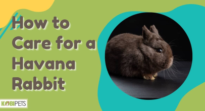How to Care for a Havana Rabbit