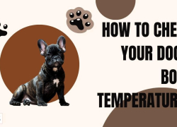 How to Check Your Dog’s Body Temperature?