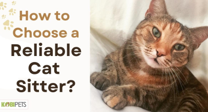 How to Choose a Reliable Cat Sitter?