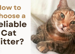 How to Choose a Reliable Cat Sitter?