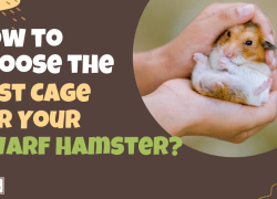 How to Choose the Best Cage for Your Dwarf Hamster?