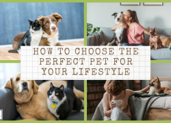 How to Choose the Perfect Pet for Your Lifestyle