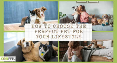How to Choose the Perfect Pet for Your Lifestyle