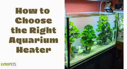 How to Choose the Right Aquarium Heater