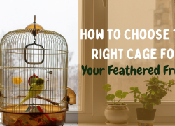 How to Choose the Right Cage for Your Feathered Friend