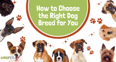 How to Choose the Right Dog Breed for You
