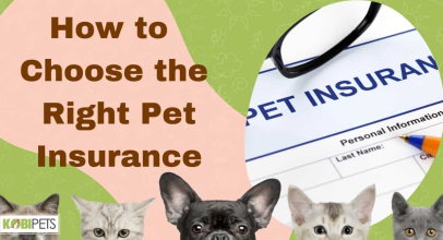 How to Choose the Right Pet Insurance